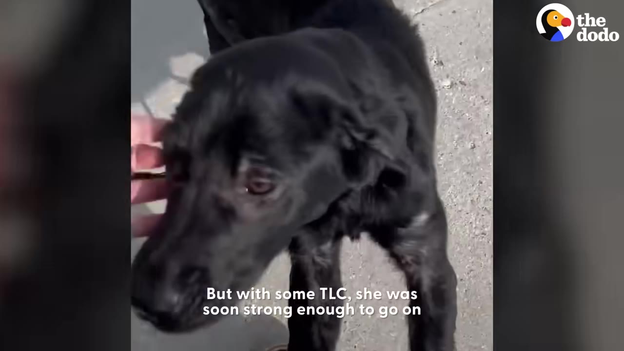 A close-up of a black puppy being gently petted on the head by a person's hand.