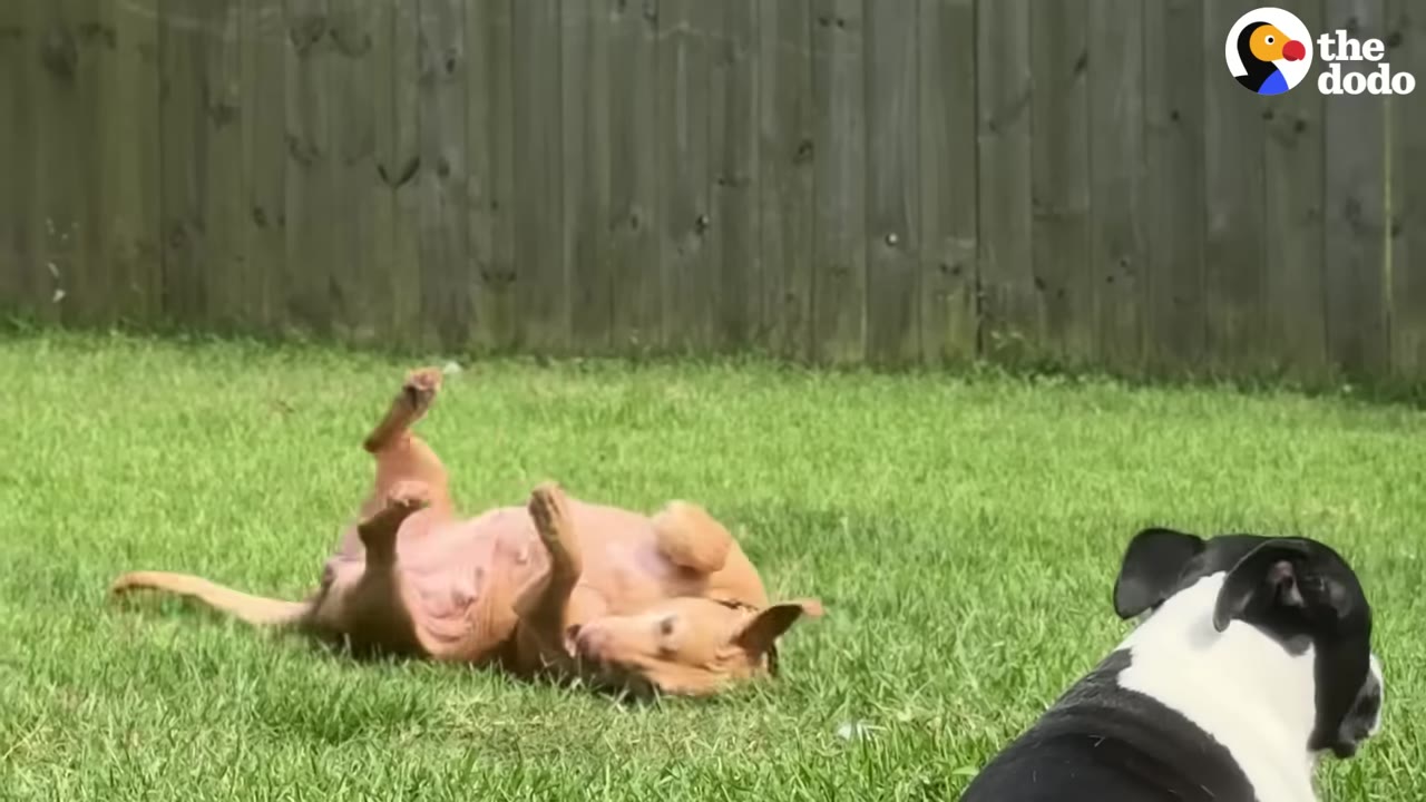 A brown dog rolls on its back in a grassy yard while a black-and-white dog watches from the foreground.