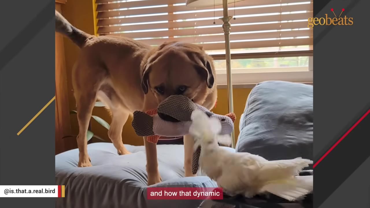 A white cockatoo interacts with a brown dog holding a plush toy in its mouth.