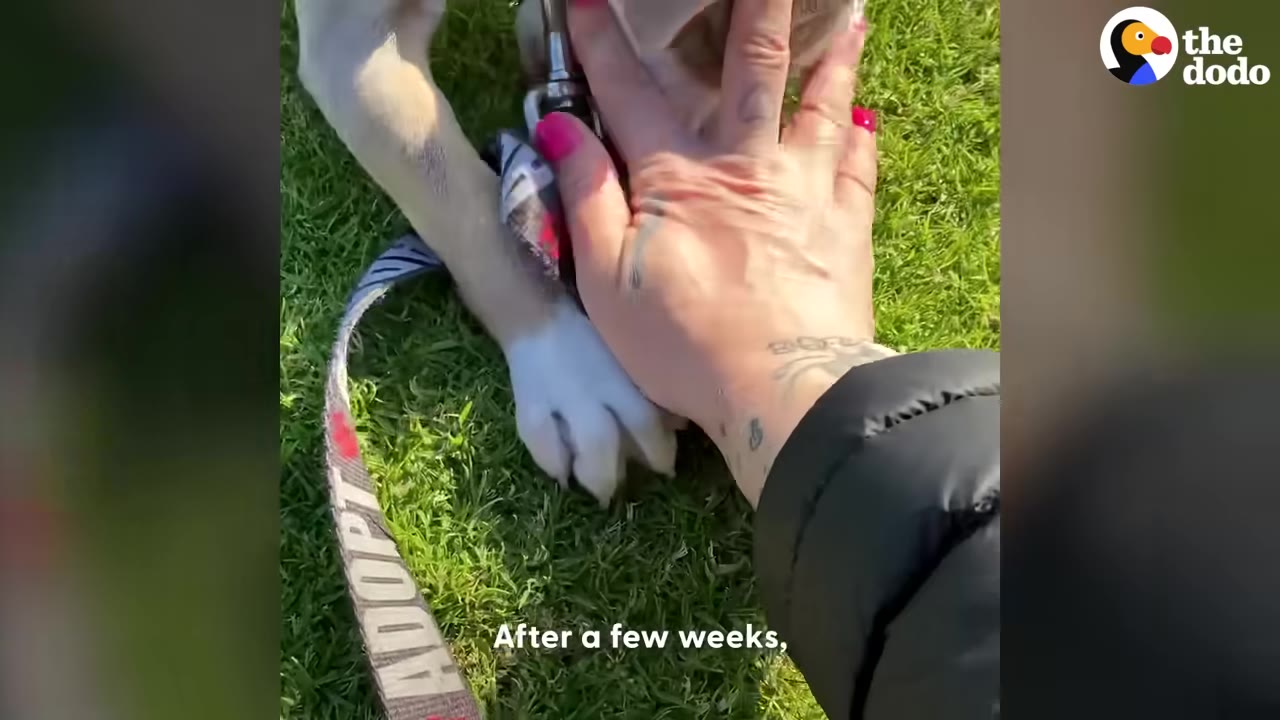 A close-up shot of a dog's paw on green grass next to a leash that reads 'ADOPT', while a person's hand with pink nail polish gently pets the dog.