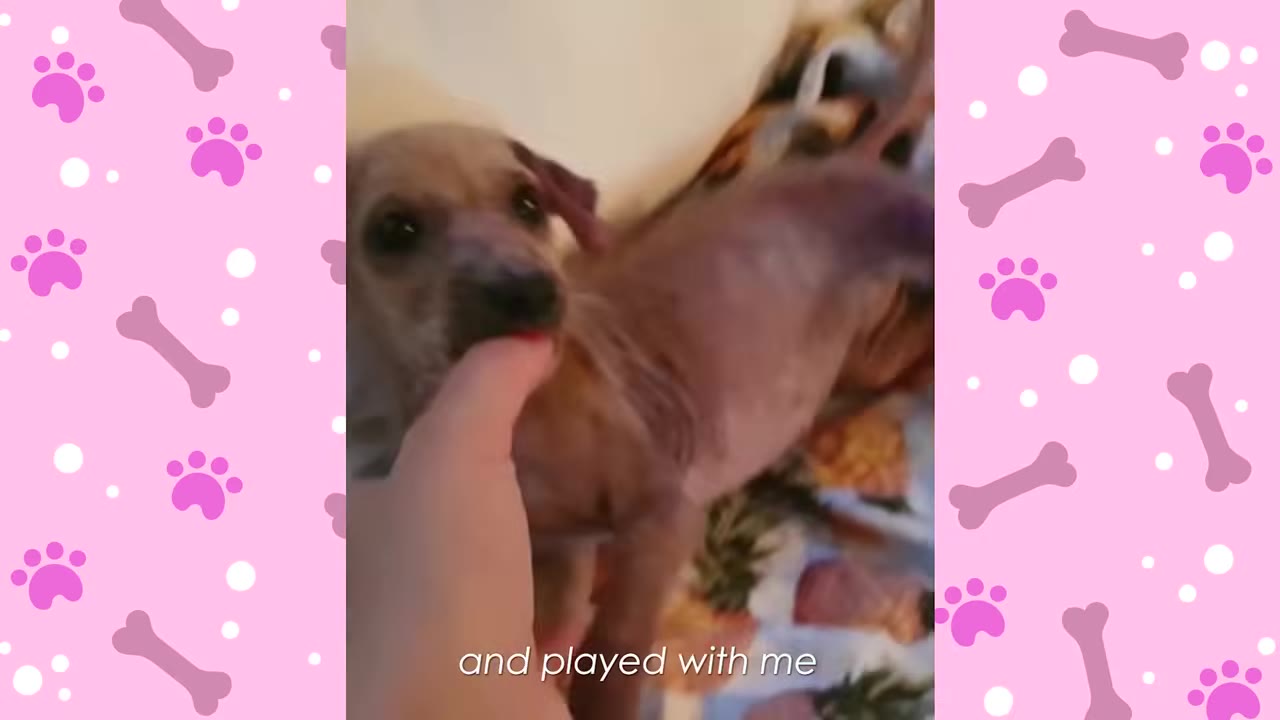 A small, light brown puppy with sparse fur playfully nibbles on a person's finger while standing on a pineapple-patterned blanket.