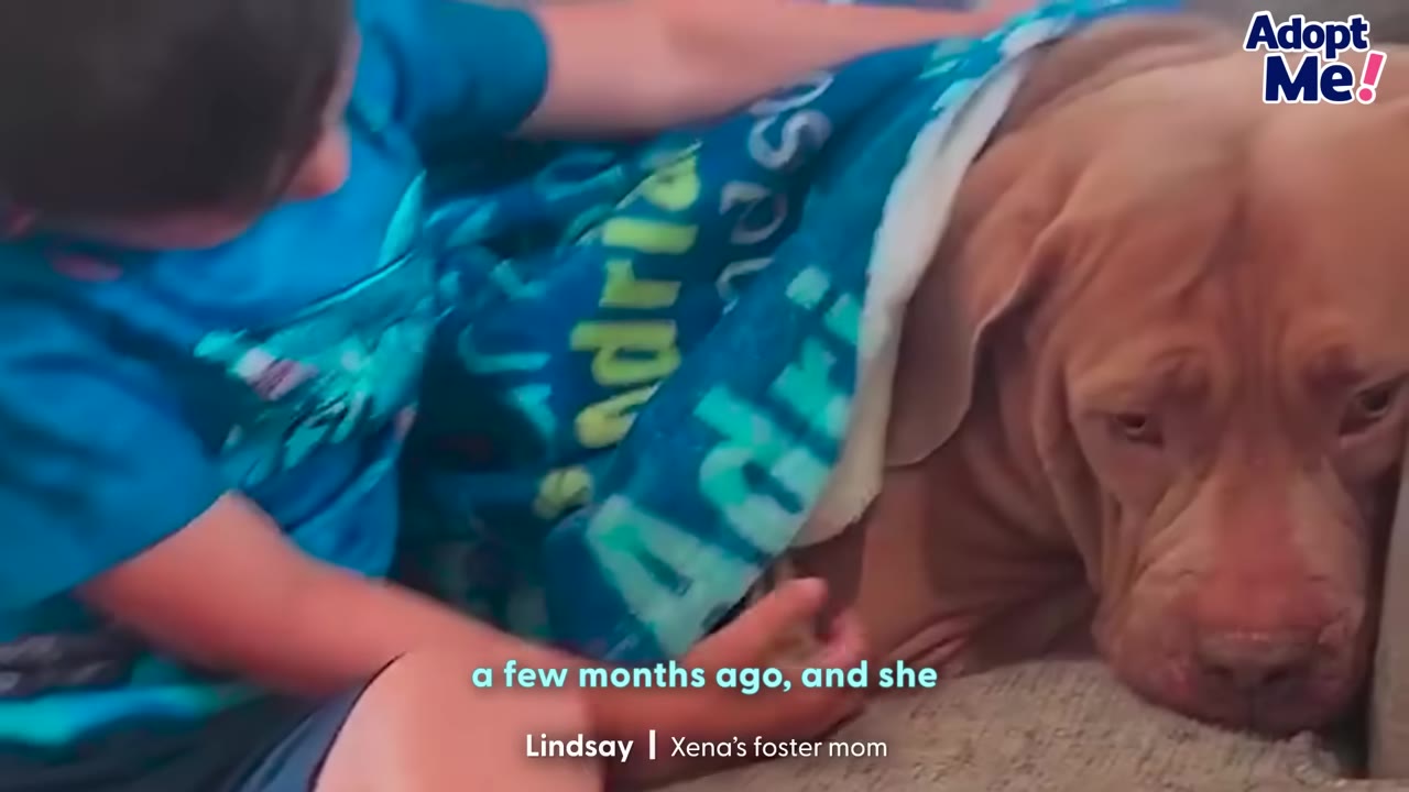 A young child gently tucks a large, light brown dog under a blue patterned blanket as the dog rests its head on a couch.