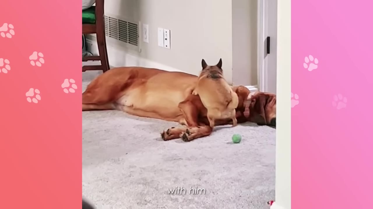 A small tan dog stands gently on the side of a large reddish-brown dog lying down on a carpeted floor.