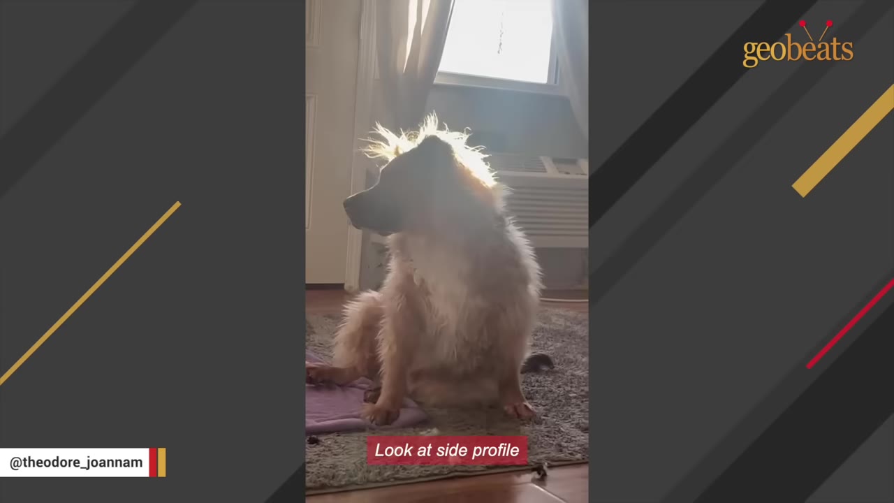 A fluffy, light-brown dog sits on a rug indoors, with sunlight streaming in from a window behind it, highlighting its fur.