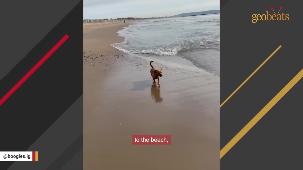 A small brown dog running happily along the shoreline of a sandy beach as gentle waves roll in.