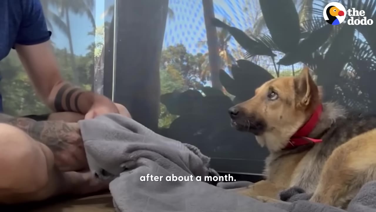 A tan and black dog wearing a red collar lies on a blanket, looking up attentively at a person sitting nearby.