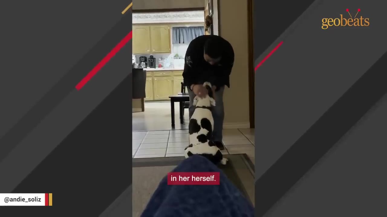 A black and white dog standing on its hind legs to reach a person leaning down to pet it inside a home.