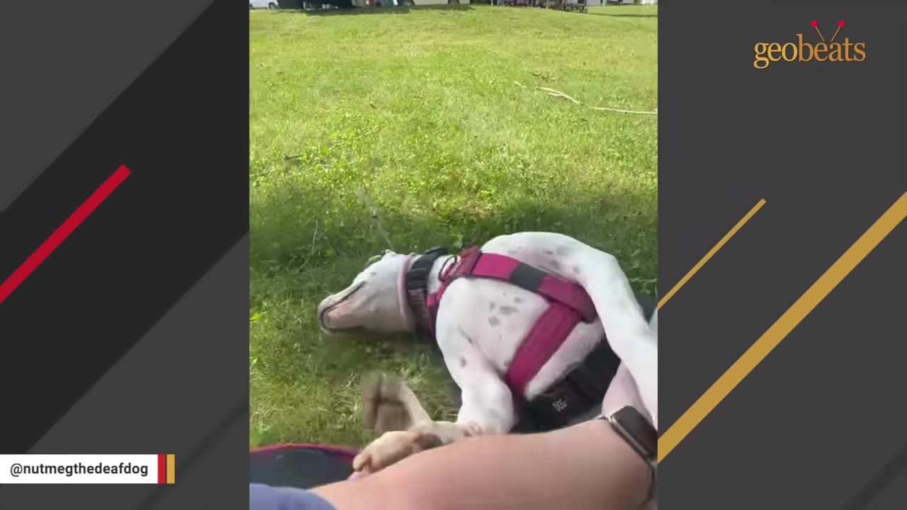 A white dog wearing a pink harness rolls playfully on its back in the green grass.