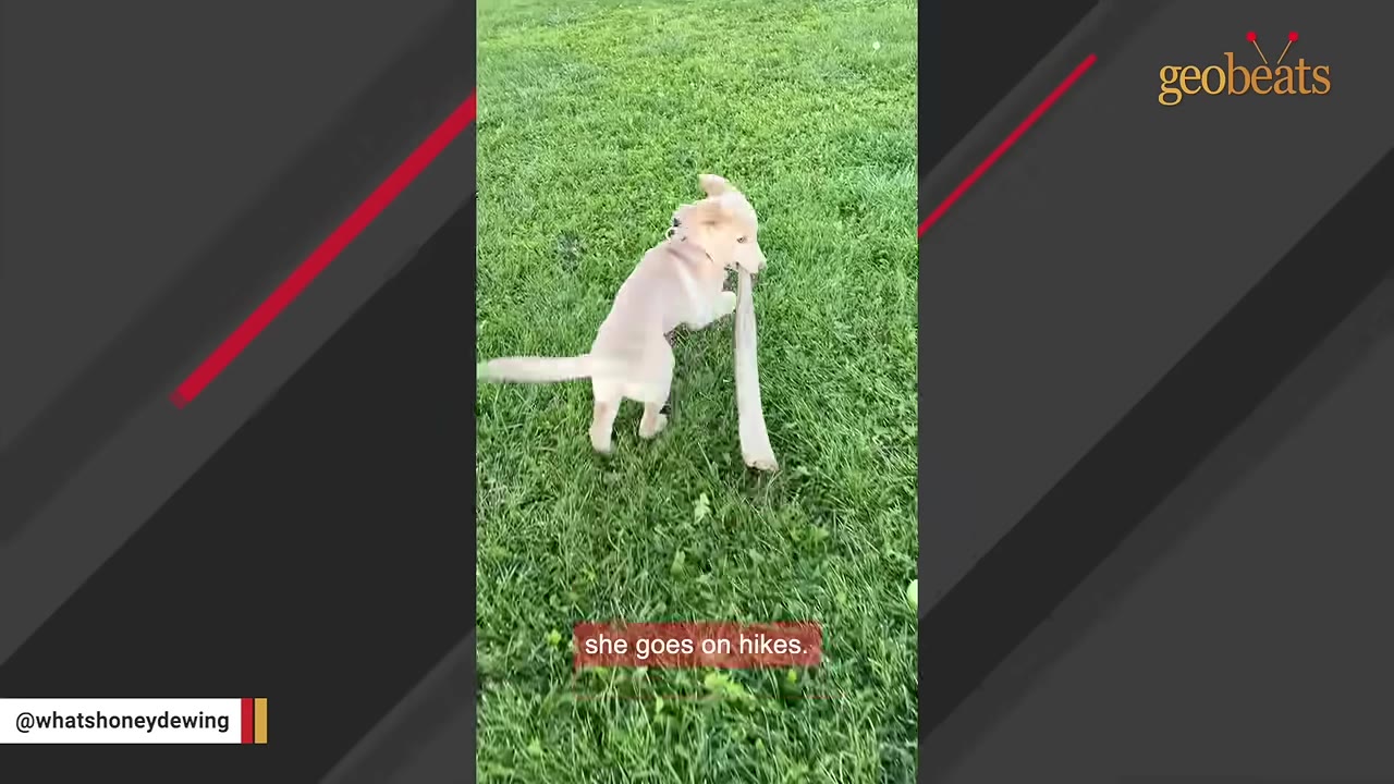 A light-colored three-legged puppy running across a green grassy field while carrying a long stick in its mouth.
