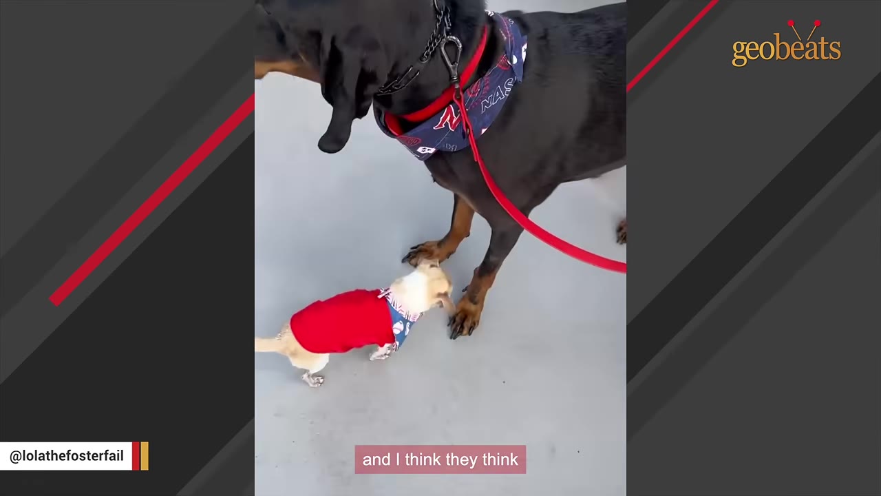 A tiny Chihuahua wearing a red shirt stands next to the front legs of a much larger black and tan dog on a leash.
