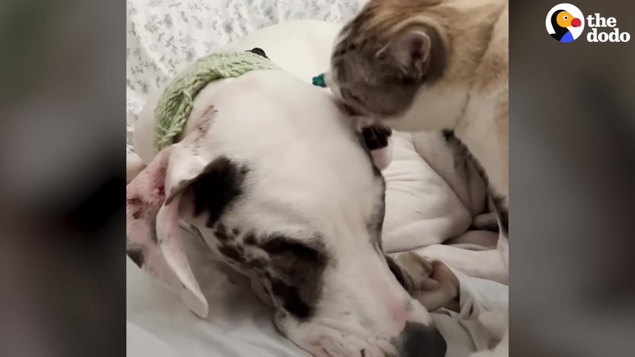A close-up shot of a light-colored cat grooming the head of a large, black-and-white Great Dane lying down.