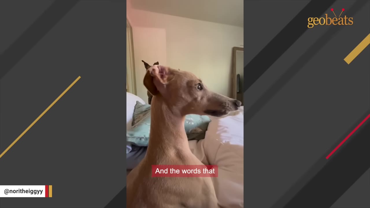 A close-up shot of Nori, a tan Italian Greyhound, sitting on a bed and looking to the side with alert eyes.