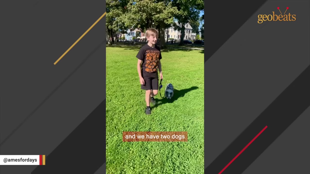 A young boy in a black t-shirt and shorts walks a small dog on a leash across a sunny green lawn.