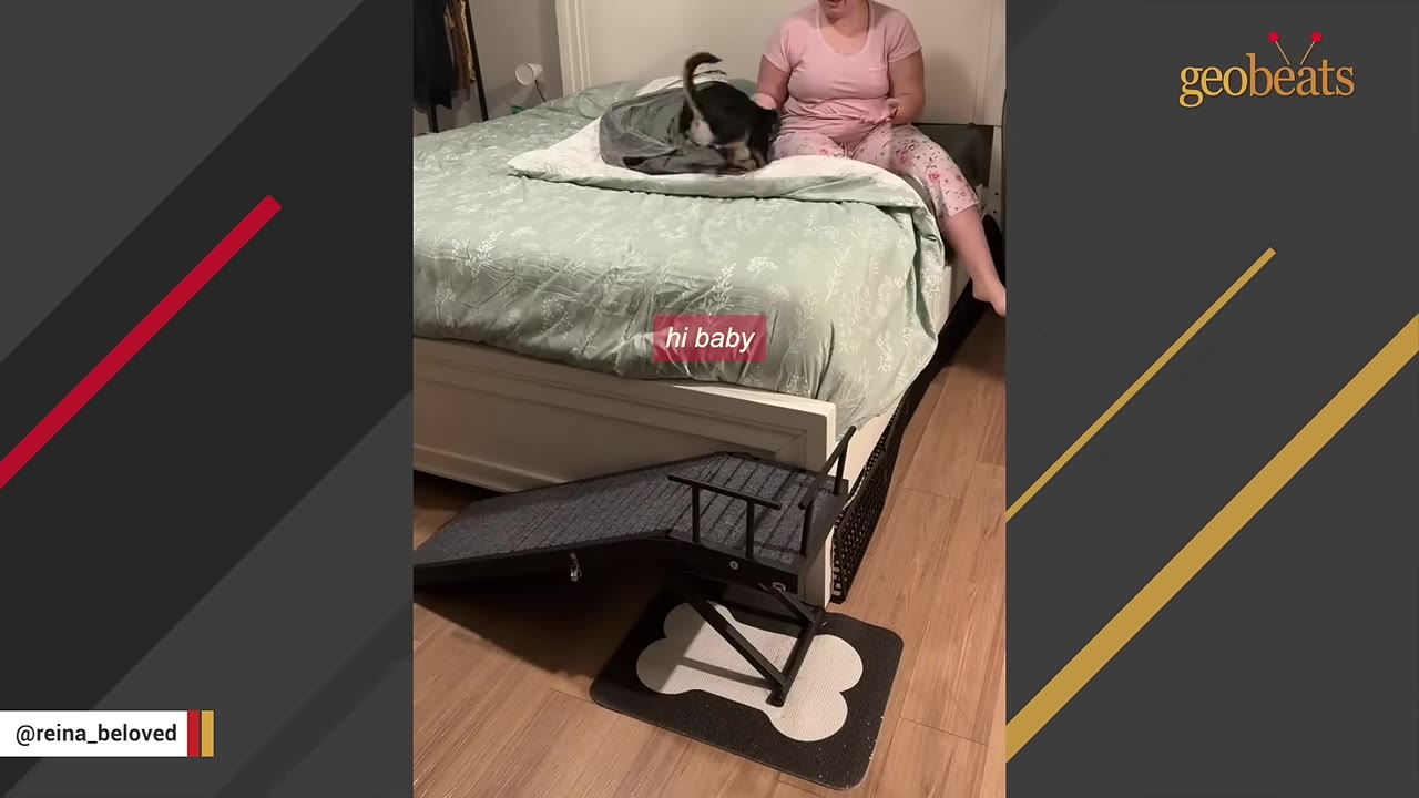 A small black and white dog stands on a high bed with green bedding next to a woman, with a pet ramp positioned on the wooden floor leading up to the mattress.