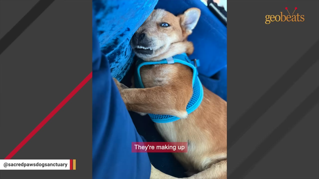 A small brown dog wearing a blue harness snuggles closely against a person wearing blue clothing.