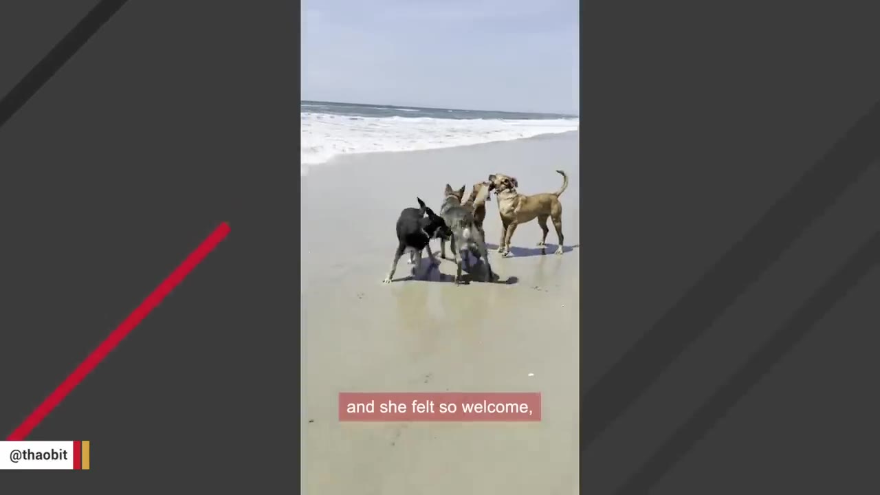 Four dogs interacting and playing together on a sandy beach near the ocean waves.