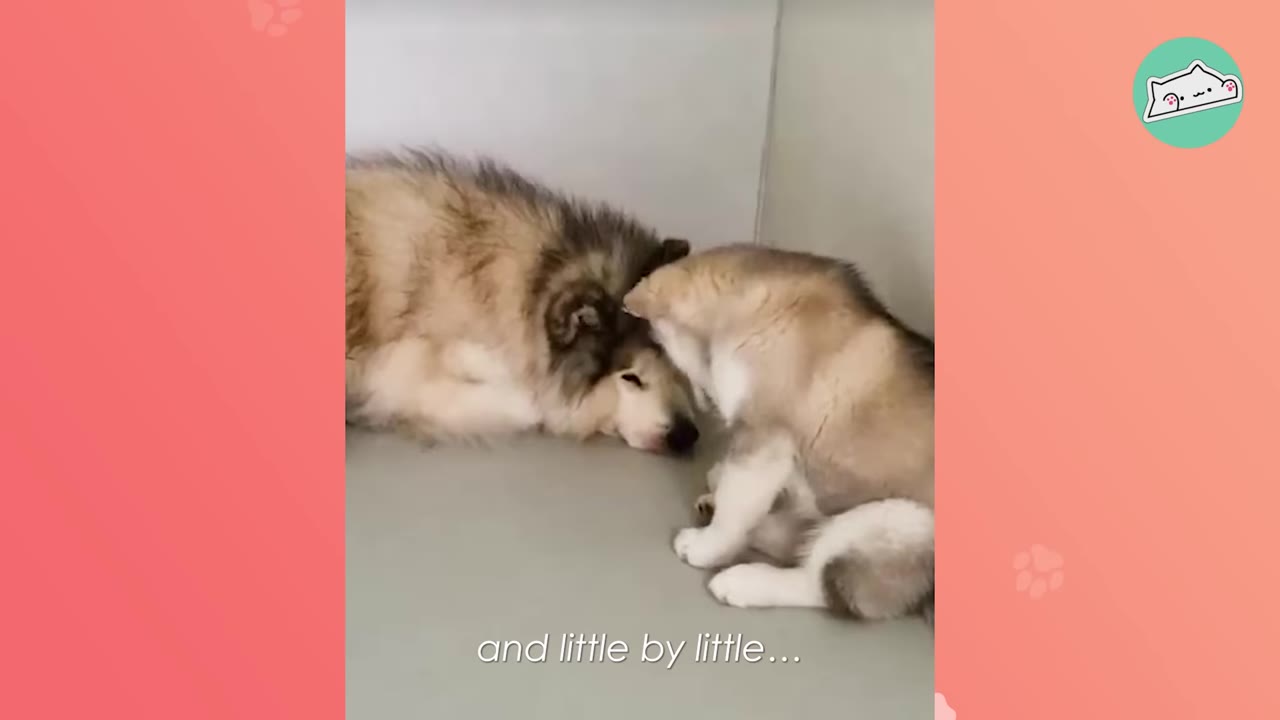 A small fluffy puppy gently presses its head against the head of a larger, resting fluffy dog.
