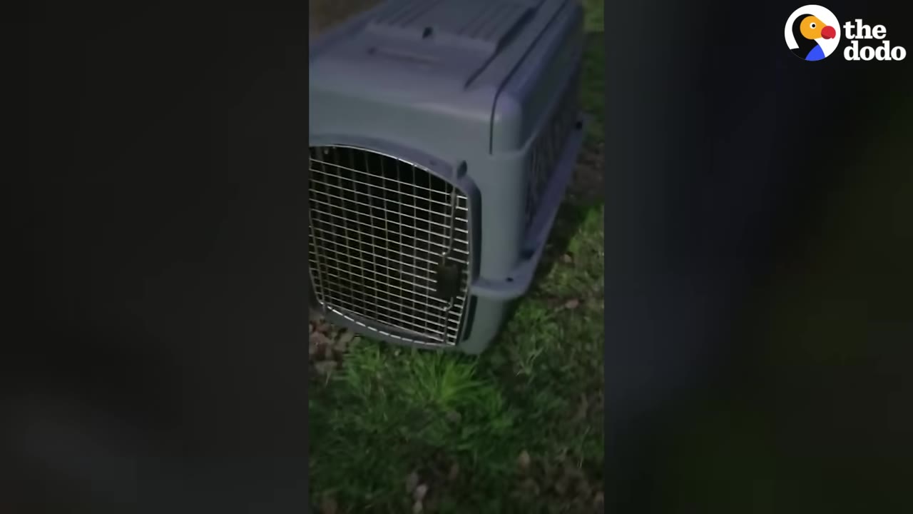 A grey plastic pet travel crate sitting on the grass at night.