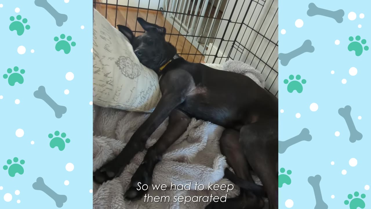 A black dog lies inside a wire crate, resting its head on a patterned pillow with its body stretched out on a soft blanket.