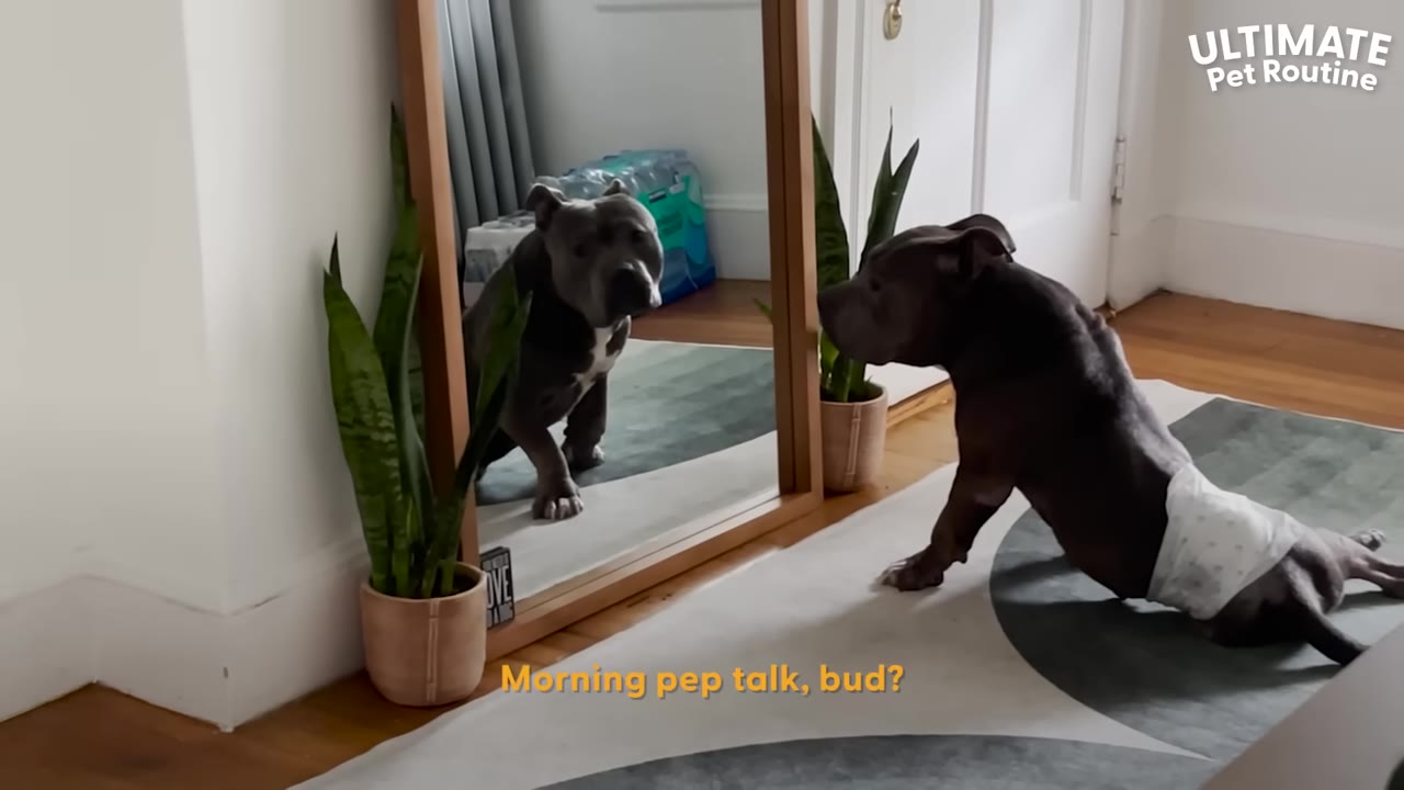 A grey pit bull wearing a diaper stands on a rug, looking at his reflection in a full-length mirror.