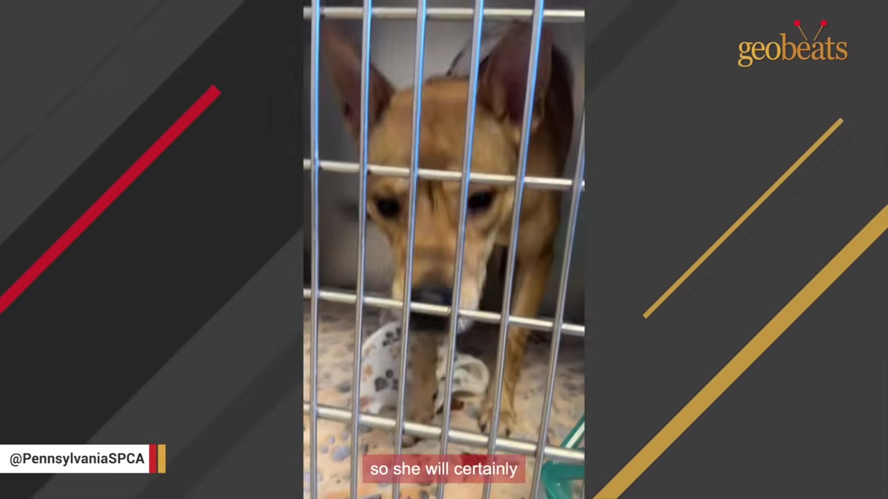 A brown dog looks out from behind the metal bars of a shelter kennel.