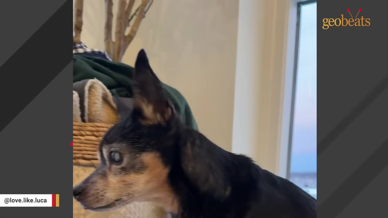 A close-up profile of a small black and tan dog with its ears perked up, looking alertly to the side.