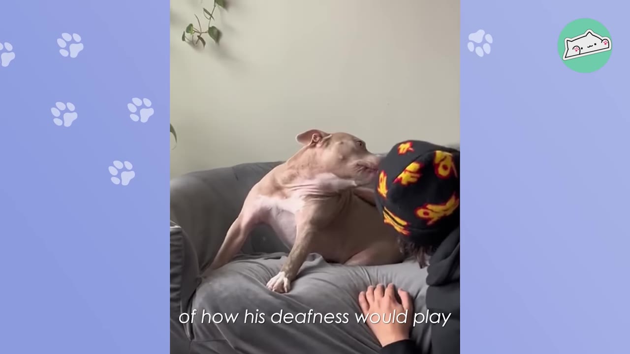 A tan and white dog sits on a grey couch, looking towards a person wearing a black beanie with yellow and red patterns, with the subtitle 'of how his deafness would play' on screen.