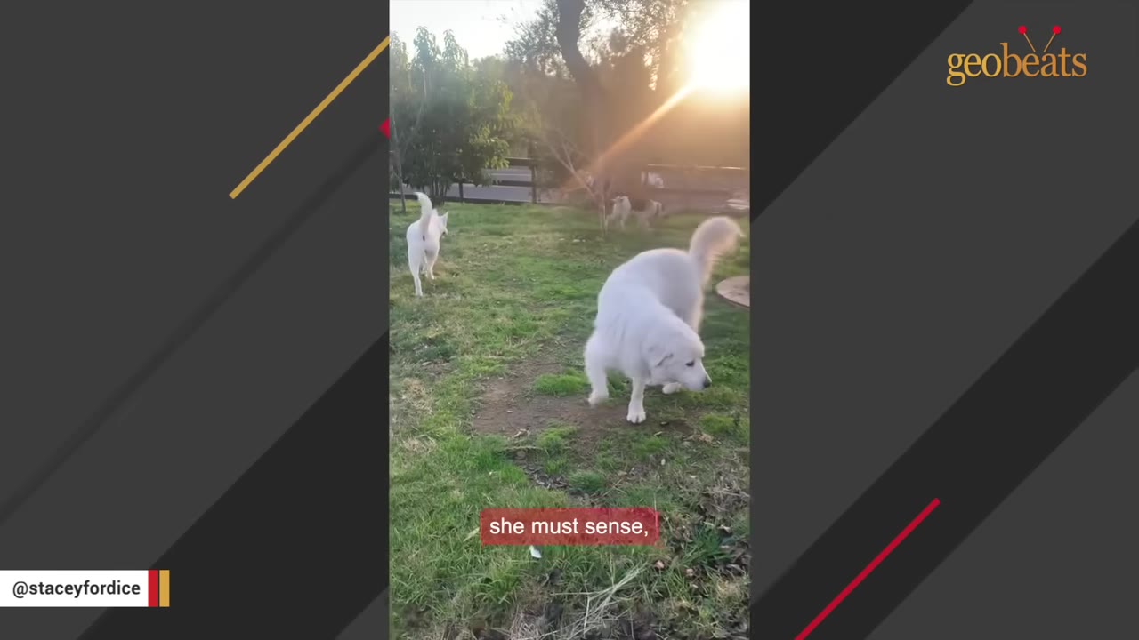 A white dog walks confidently across a grassy yard in the warm sunlight, with another white dog walking ahead of her.