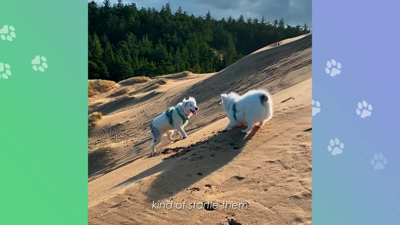 Two fluffy white dogs playing together on a sandy dune with a forest in the background.