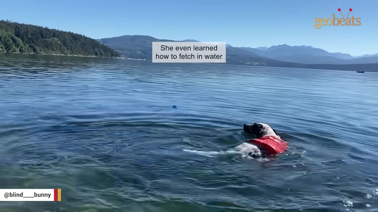 A black and white dog wearing a red life vest swims in a large, calm lake with mountains in the background.