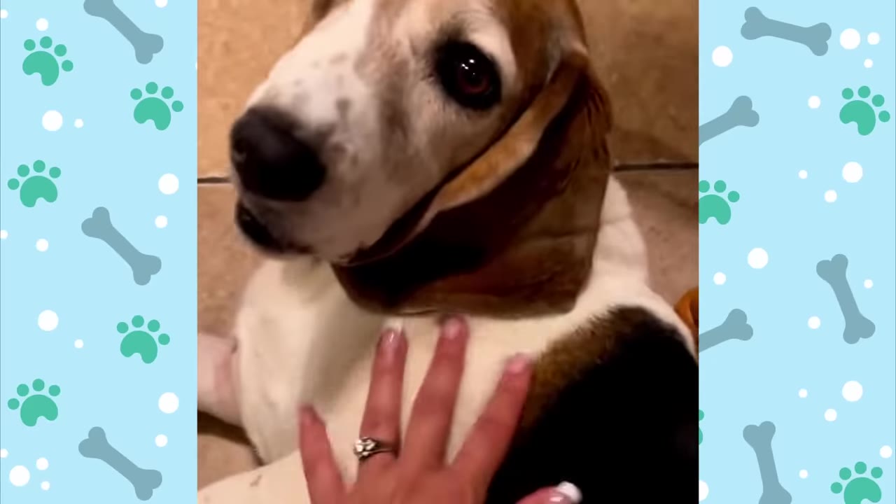 A close-up of a brown and white basset hound being gently petted on the chest by a person's hand.