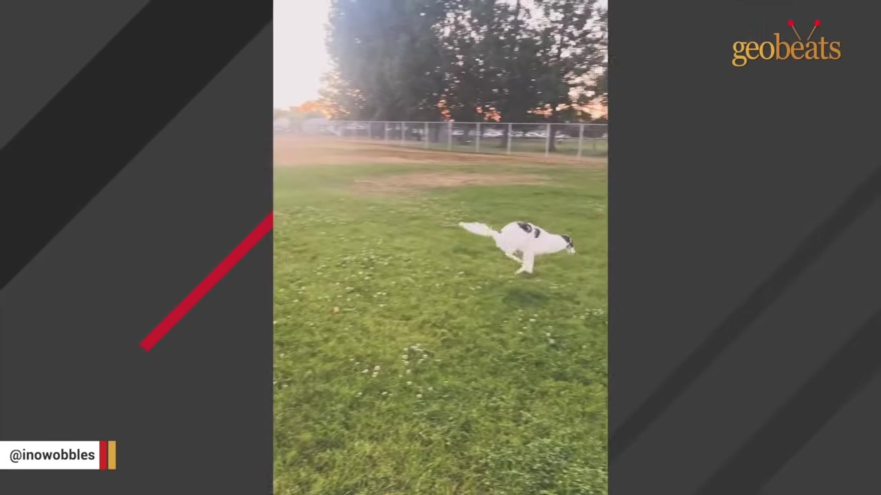 A white dog with black spots running energetically across a green grassy field.