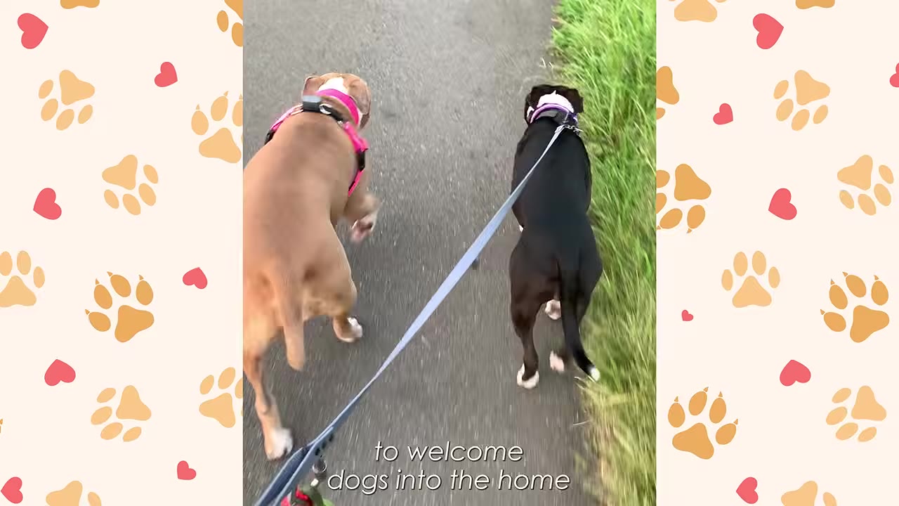 A high-angle view of two dogs, one tan and one black, being walked on leashes along a paved path next to green grass.