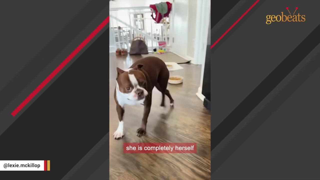 A brown and white Boston Terrier standing on a wooden floor, looking directly at the camera with an attentive expression.
