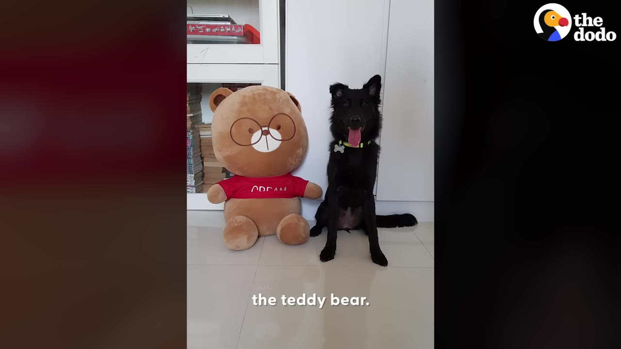 A black dog sitting upright next to a large brown plush teddy bear wearing a red shirt and glasses.