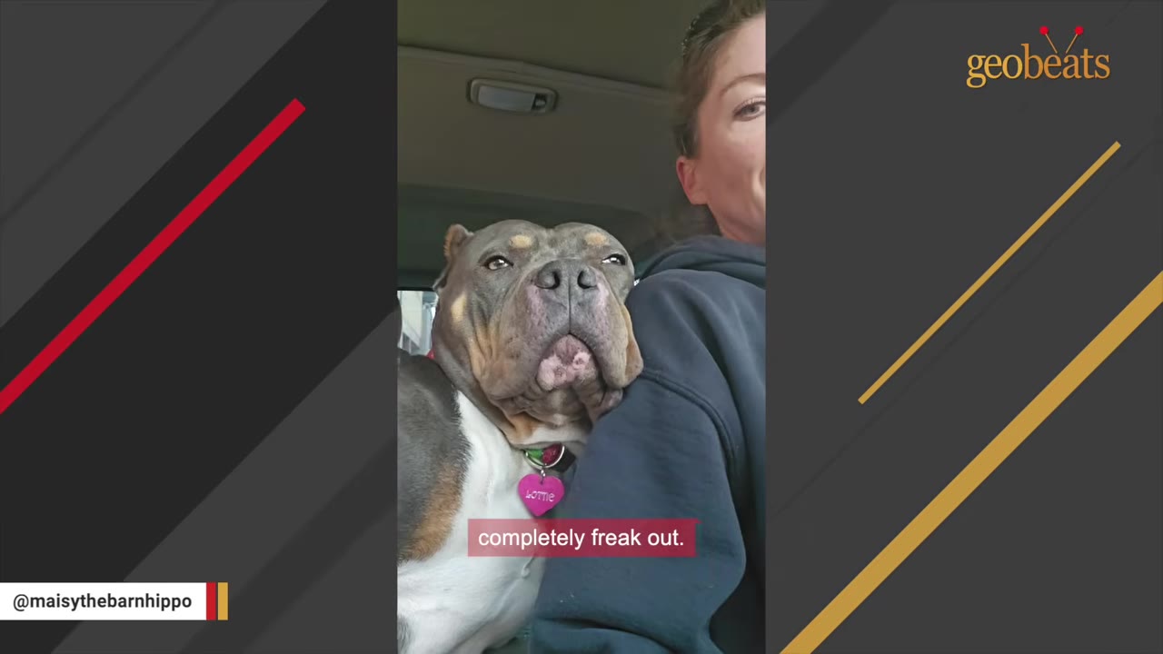 A grey and white pit bull resting her head closely on a woman's shoulder inside a car, looking slightly anxious.
