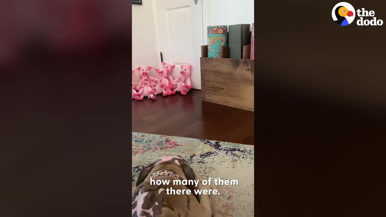 A dog viewed from behind on a colorful rug, looking towards a hallway where several pink stuffed toy pigs are lined up against a white door.