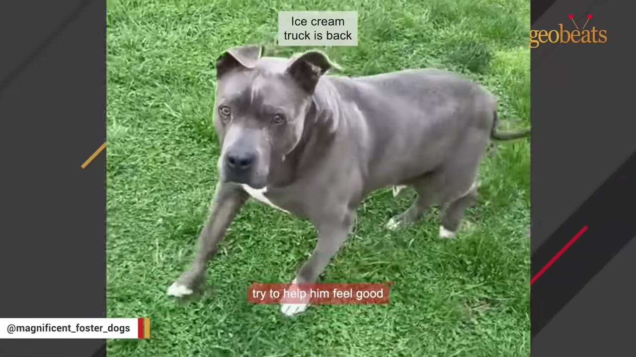 A grey pit bull dog standing on green grass, looking towards the camera.