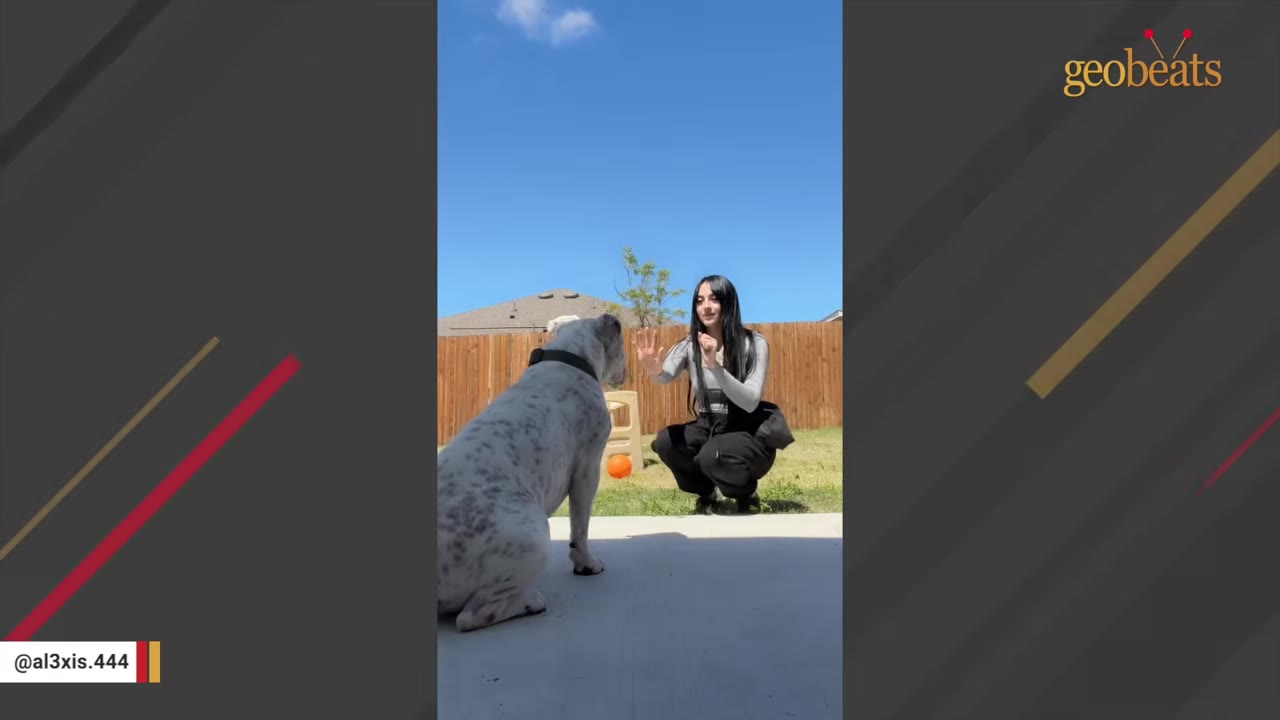 A woman squats in a backyard facing a white dog with black spots, holding up her hand to communicate with him using hand signals.