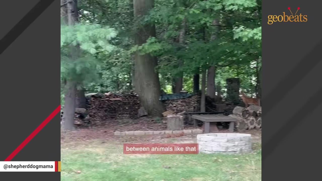 A deer stands in a wooded backyard near a pile of logs and trees.