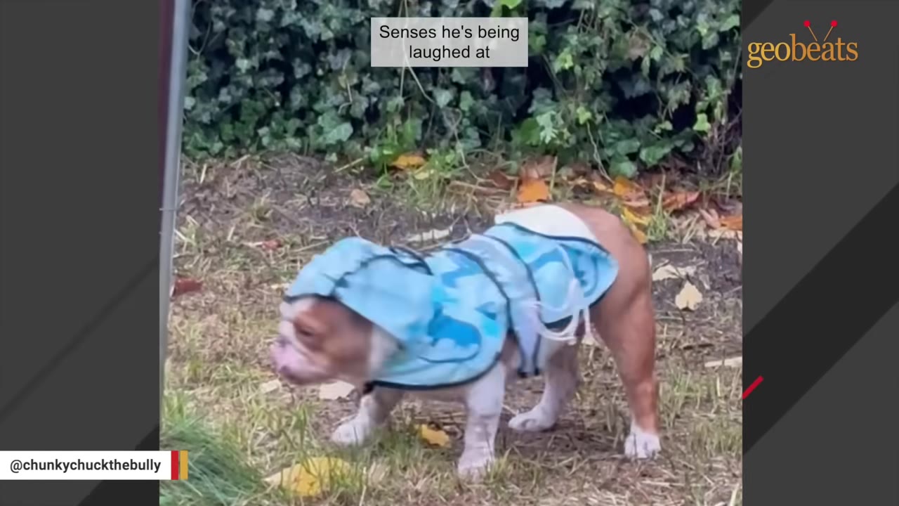 A brown and white bulldog wearing a blue patterned coat stands on a grassy patch outdoors.