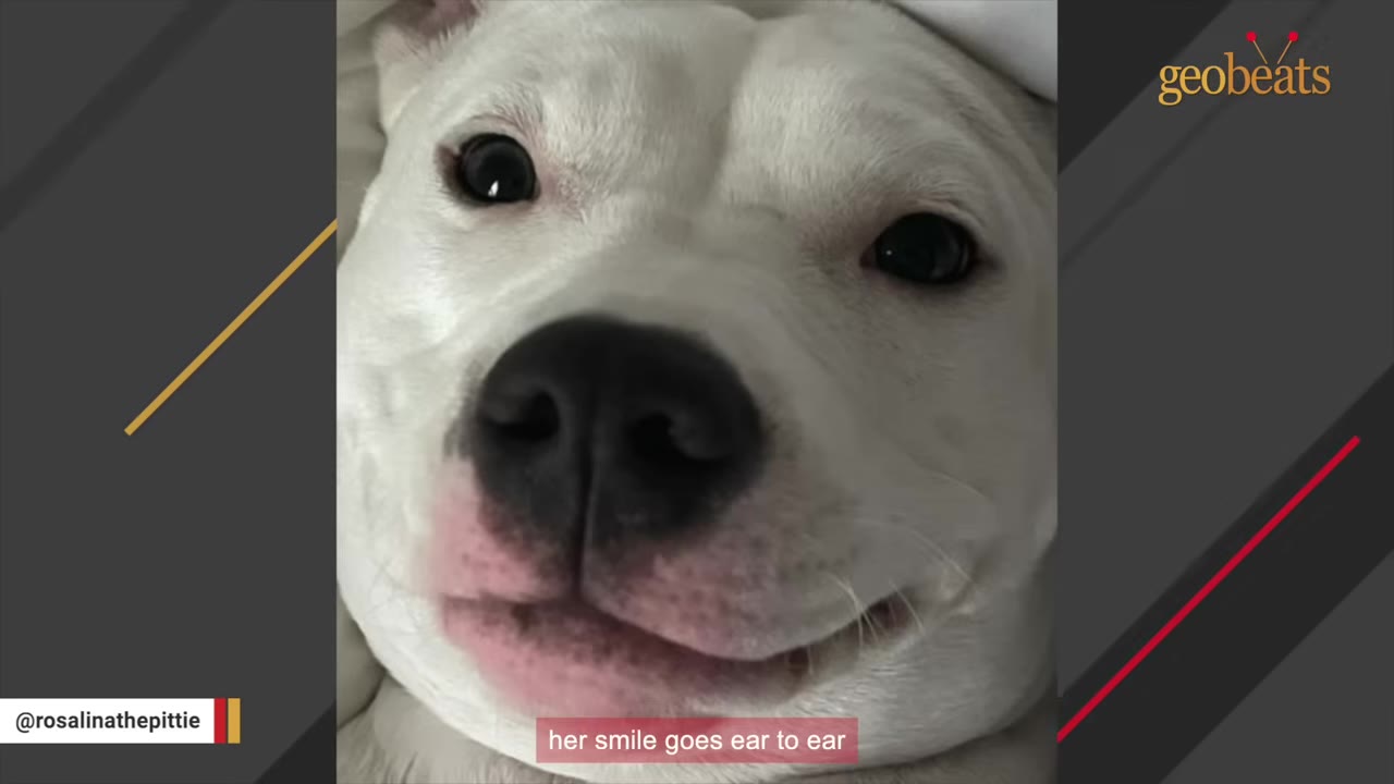 A close-up of a white dog's round face smiling widely while lying down.