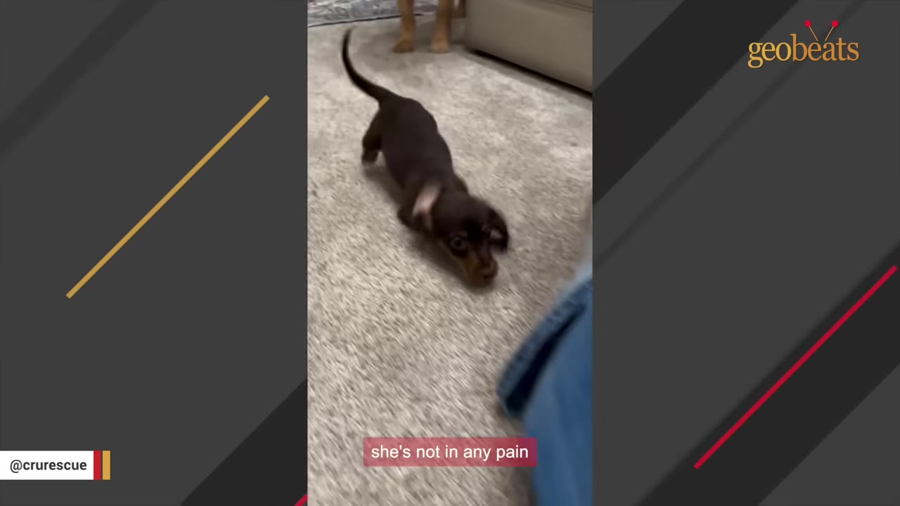 A small brown dachshund puppy walks across a light-colored carpet, showing its long body.