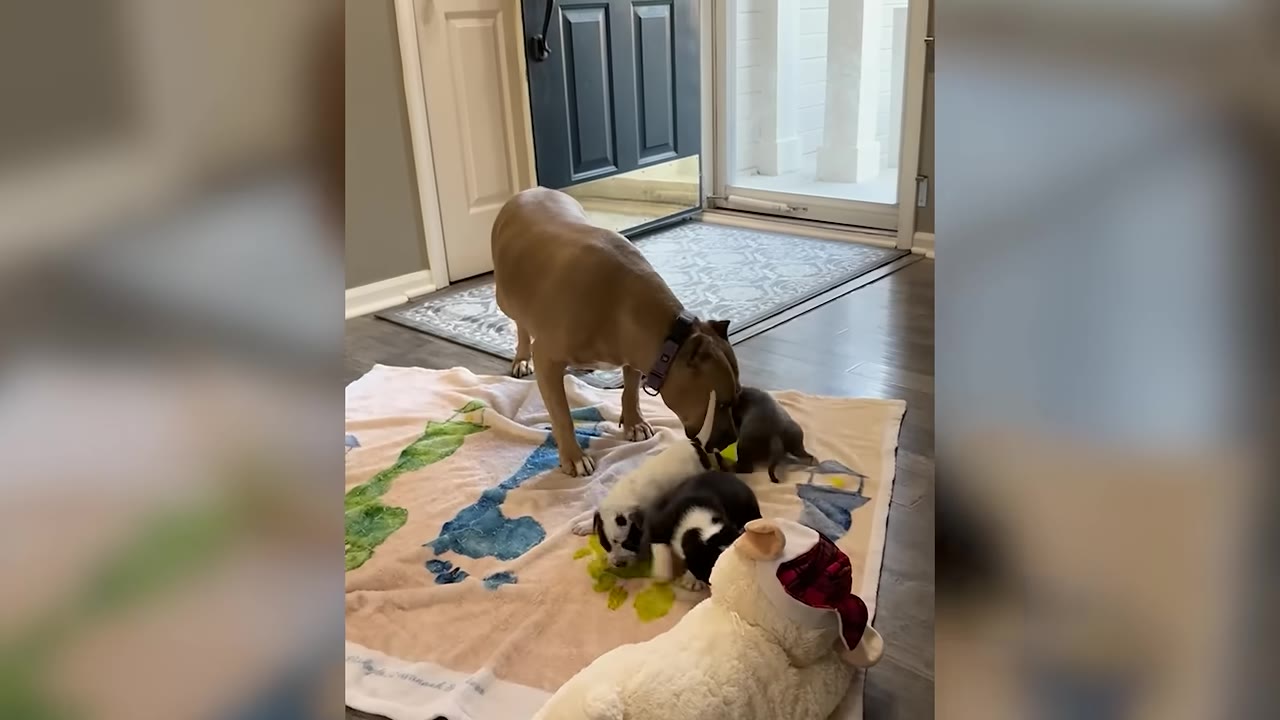 A tan dog gently sniffs a group of small puppies resting on a colorful blanket on the floor.