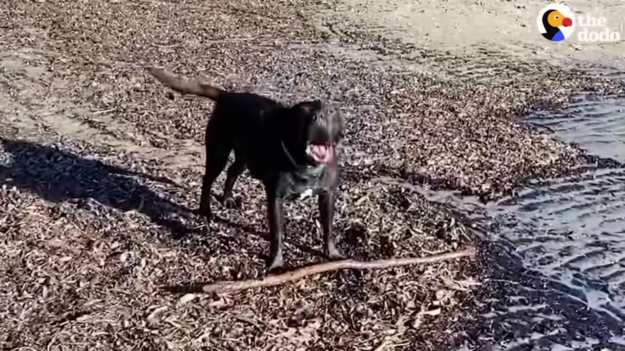 A black dog stands excitedly on a sandy beach covered in seaweed next to the water, with its mouth open and a stick on the ground in front of it.