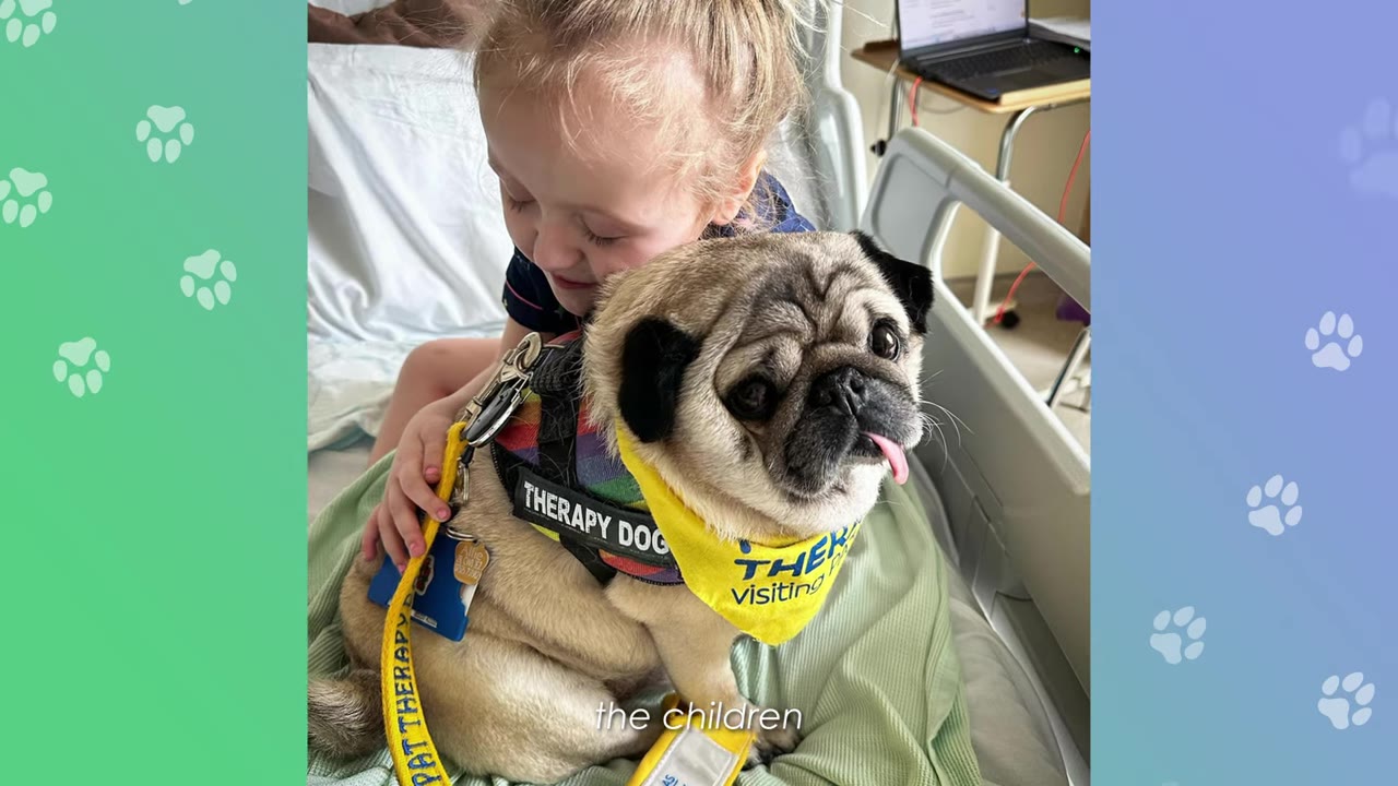 A pug wearing a yellow 'Therapy Dog' bandana and harness sits on a hospital bed while a young child hugs him from behind.