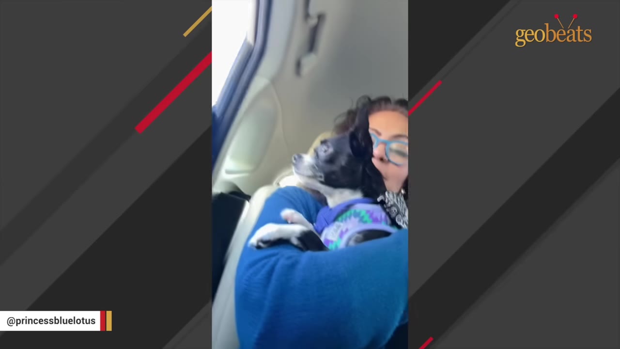 A small black and white dog wearing a purple sweater is held in a woman's arms inside a car.