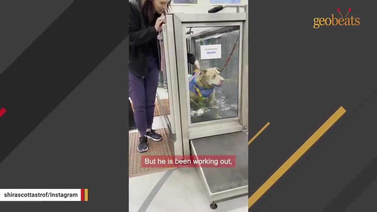 A tan dog wearing a blue life vest walks on an underwater treadmill while a woman stands nearby supervising.