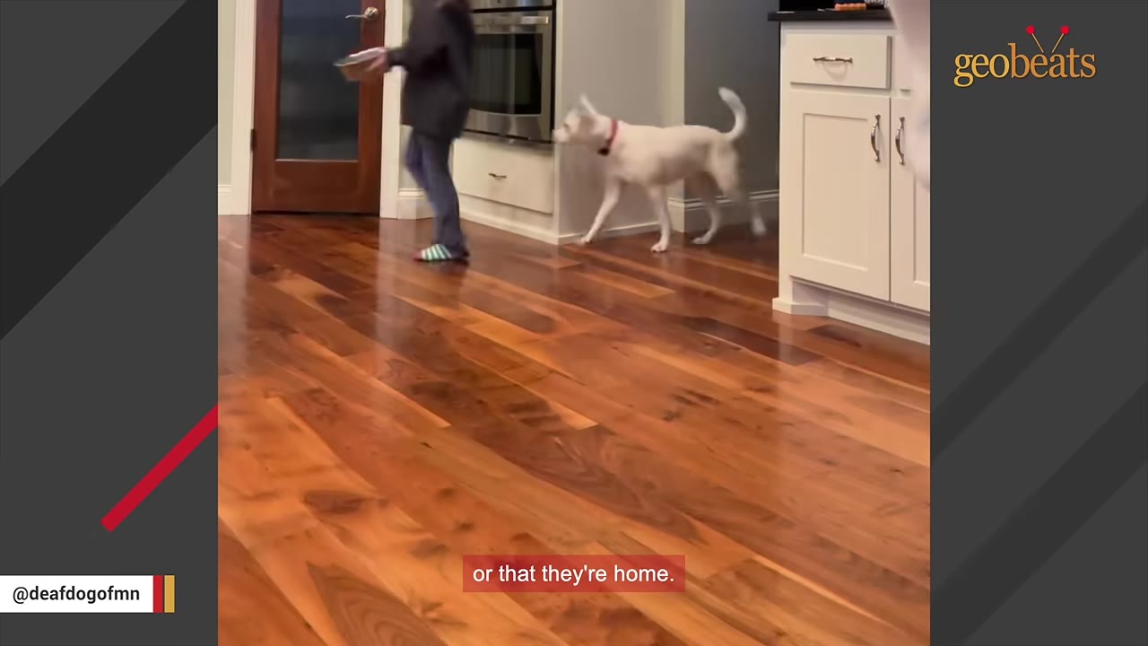 A white dog with a red collar follows a person walking across a polished wooden floor in a kitchen.