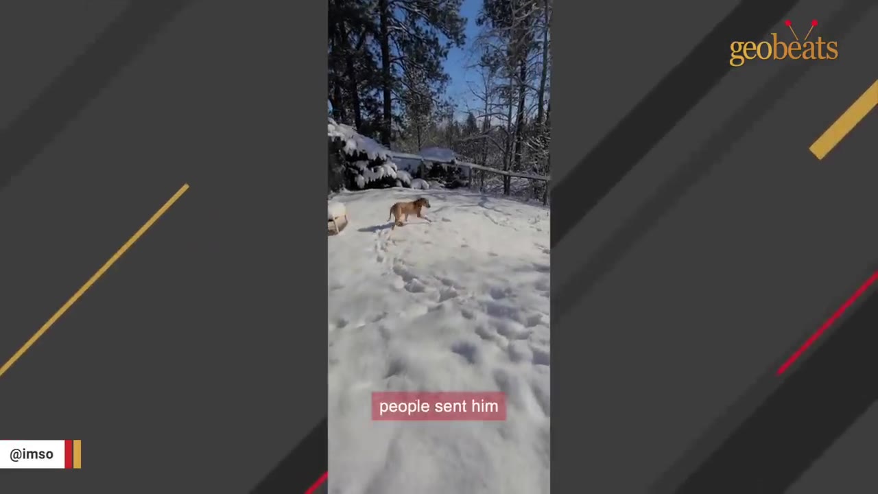 A brown dog running in a snowy backyard surrounded by trees.